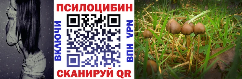 кракен   Благовещенск  Галлюциногенные грибы Psilocybe 