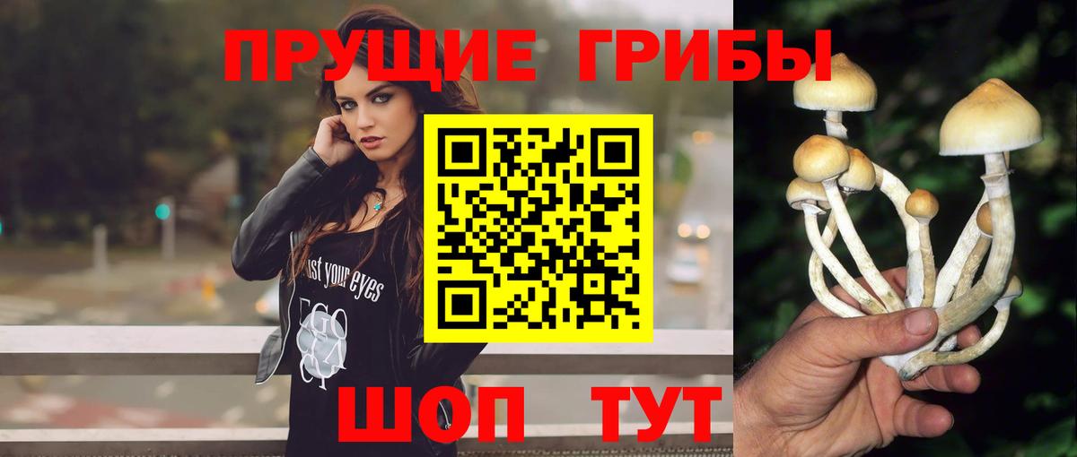 Благовещенск  где найти наркотики  Псилоцибиновые грибы Cubensis  Вход с VPN  Псилоцибиновые грибы GOLDEN TEACHER 